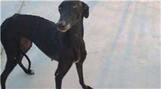 SITUACIÓN INSOSTENIBLE DE 8 GALGOS ABANDONADOS EN POLÍGONO DE SEVILLA SITUACIÓN INSOSTENIBLE DE 8 GALGOS ABANDONADOS EN POLÍGONO DE SEVILLA