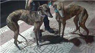 SITUACIÓN INSOSTENIBLE DE 8 GALGOS ABANDONADOS EN POLÍGONO DE SEVILLA SITUACIÓN INSOSTENIBLE DE 8 GALGOS ABANDONADOS EN POLÍGONO DE SEVILLA