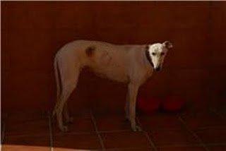 SITUACIÓN INSOSTENIBLE DE 8 GALGOS ABANDONADOS EN POLÍGONO DE SEVILLA SITUACIÓN INSOSTENIBLE DE 8 GALGOS ABANDONADOS EN POLÍGONO DE SEVILLA
