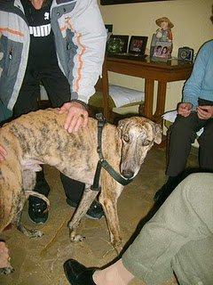 SITUACIÓN INSOSTENIBLE DE 8 GALGOS ABANDONADOS EN POLÍGONO DE SEVILLA SITUACIÓN INSOSTENIBLE DE 8 GALGOS ABANDONADOS EN POLÍGONO DE SEVILLA