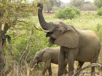 SUDAFRICA: VIDA SALVAJE EN EL PARQUE NACIONAL KRUGER