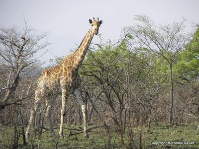 SUDAFRICA: VIDA SALVAJE EN EL PARQUE NACIONAL KRUGER