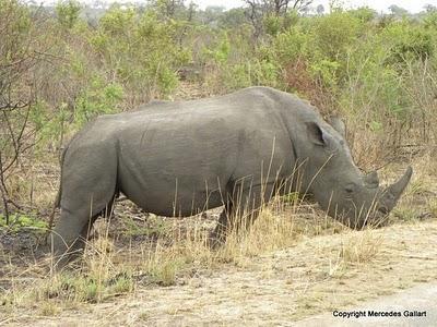 SUDAFRICA: VIDA SALVAJE EN EL PARQUE NACIONAL KRUGER