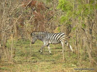 SUDAFRICA: VIDA SALVAJE EN EL PARQUE NACIONAL KRUGER