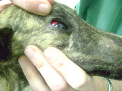 TIGRE, galgo 5 meses con rabo cangrenado, a punto de morir. (Sevilla)