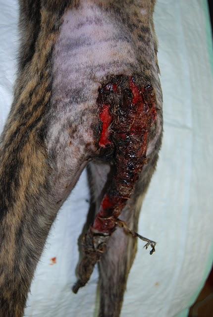 TIGRE, galgo 5 meses con rabo cangrenado, a punto de morir. (Sevilla)