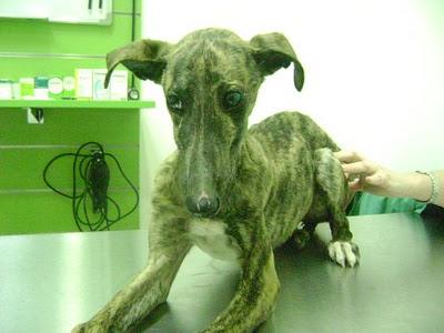 TIGRE, galgo 5 meses con rabo cangrenado, a punto de morir. (Sevilla)