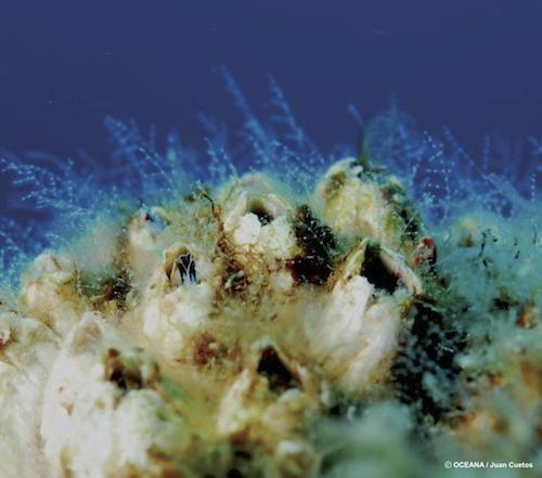 Habitats en Peligro Arrecifes de Crustaceos Habitats en peligro 