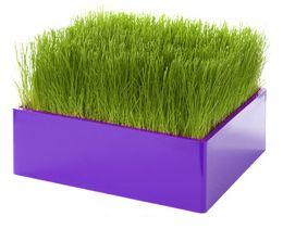 Ideas para combinar colores: lila y verde. decorar con verde y lila