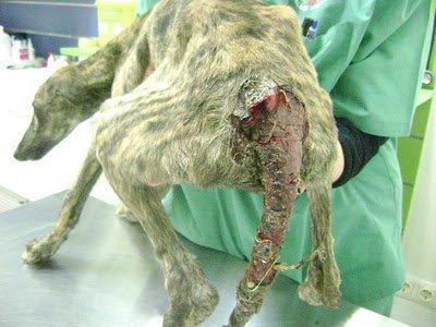 Tigre, cachorro salvado a punto de morir (Sevilla) Urge ayuda Tigre, cachorro salvado a punto de morir (Sevilla) Urge ayuda