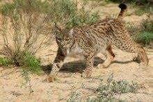 La Junta liberará tres linces en el entorno del río Guarrizas (Jaén)