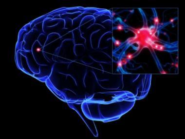 Cerebro humano 1 - Ordenadores 1 Cerebro humano 1 - Ordenadores 1