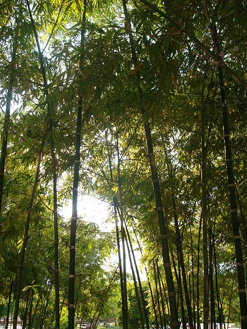 GUADUA ANGUSTIFOLIA KUNTH GUADUA ANGUSTIFOLIA KUNTH