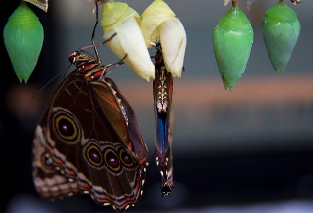 El Mariposario del Drago - Icod de los Vinos - Tenerife