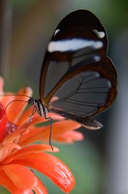 El Mariposario del Drago - Icod de los Vinos - Tenerife