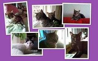 7 THINGS ABOUT ME / 7 COSAS SOBRE MI 7 THINGS ABOUT ME / 7 COSAS SOBRE MI