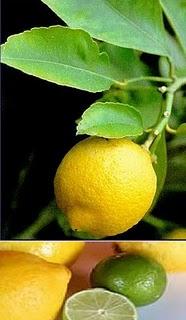Limón combate escorbuto,dolores garganta,tos,reumatismo Limón combate escorbuto,dolores garganta,tos,reumatismo