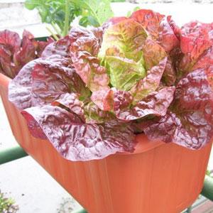 Un Balcón distinto http://lacomunidad.meraviglia.com.ar/wp-content/uploads/2010/07/huerta1.jpg