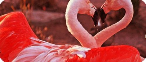 imagen68 Receta para un libro romántico