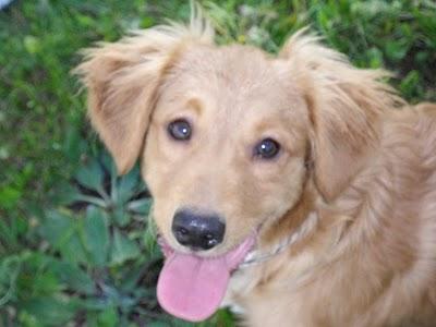 Kika, preciosa cachorrita cruce de golden encontrada en la carretera.