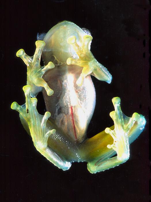Ranas de vidrio (glass frogs)