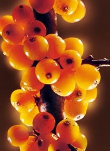 fotonoticia_20110115105958_800 fotonoticia 20110115105958 800 218x300 Cúrate con las hierbas: el espino amarillo