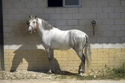 Un monasterio, una historia y un caballo: La Cartuja. Un monasterio, una historia y un caballo: La Cartuja.