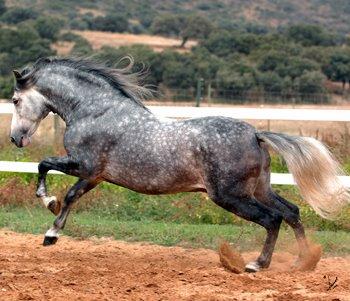 Un monasterio, una historia y un caballo: La Cartuja. Un monasterio, una historia y un caballo: La Cartuja.