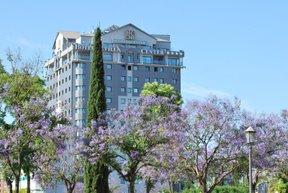 Jacarandas, veletas, flores, símbolos, pasado y descuido. Jacarandas, veletas, flores, símbolos, pasado y descuido.