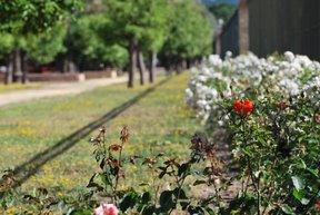 Jacarandas, veletas, flores, símbolos, pasado y descuido. Jacarandas, veletas, flores, símbolos, pasado y descuido.