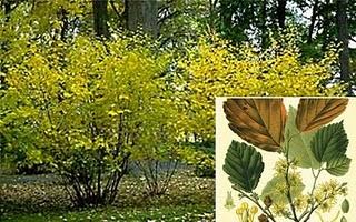 Hamamelis combate las hemorroides,heridas y quemaduras,varices Hamamelis combate las hemorroides,heridas y quemaduras,varices