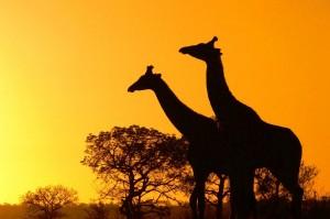 Silueta de dos jirafas en el Parque Nacional de Kruger