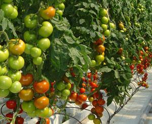 Control Biológico Contra las Moscas Blancas en Tomate