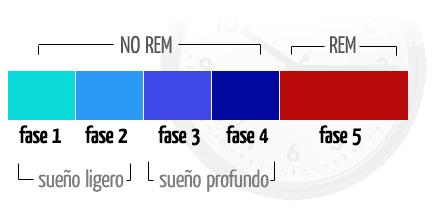 ciclo del sueño