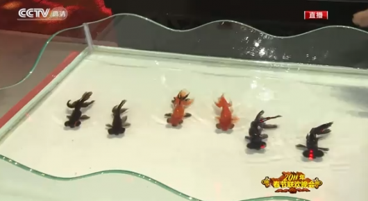 Magia con peces Magia con peces