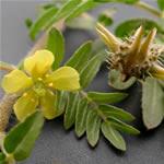 Abrojo, fotos Abrojo, fotos