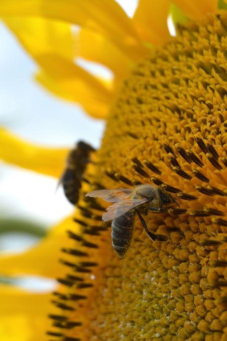 ABEJAS EN GIRASOL - BEES IN SUNFLOWER.