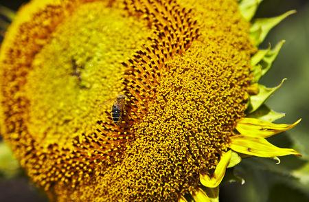 ABEJAS EN GIRASOL - BEES IN SUNFLOWER.