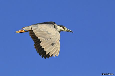 Una bruja volando