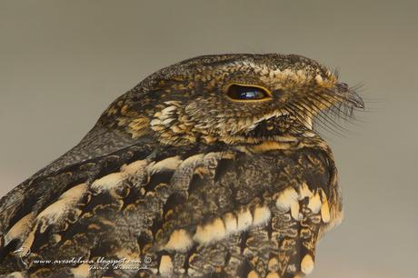 Atajacaminos tijera (Scissor-tailded Nightjar) Hydropsalis torquata