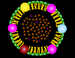 Papel de las Apolipoproteinas en el desarrollo de la Diabetes