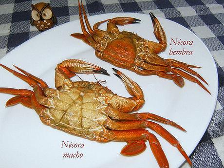 COMO PREPARAR MARISCOS (TUTORIAL) Nécora hembra y macho