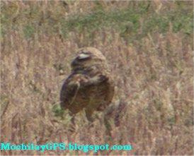 Parque Nacional Badlands (Viaje por el Noroeste de los EEUU VII) Parque Nacional Badlands (Viaje por el Noroeste de los EEUU VII)