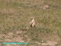 Parque Nacional Badlands (Viaje por el Noroeste de los EEUU VII) Parque Nacional Badlands (Viaje por el Noroeste de los EEUU VII)