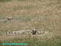 Parque Nacional Badlands (Viaje por el Noroeste de los EEUU VII) Parque Nacional Badlands (Viaje por el Noroeste de los EEUU VII)