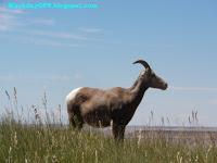 Parque Nacional Badlands (Viaje por el Noroeste de los EEUU VII) Parque Nacional Badlands (Viaje por el Noroeste de los EEUU VII)