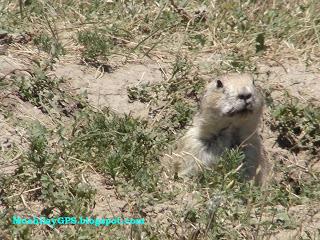 Parque Nacional Badlands (Viaje por el Noroeste de los EEUU VII) Parque Nacional Badlands (Viaje por el Noroeste de los EEUU VII)