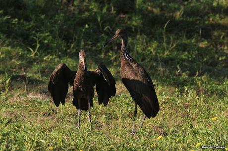 Familia de carau