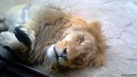 Un león con mucha hambre Pelea-con-león-por-un-bistec