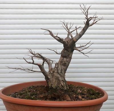 Nº 101 Olmo comun Nº 101 Olmo comun